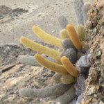 Galapagos